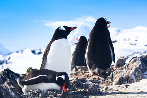 Pingüinos Costa Pedregosa Antártida —  Fotos de Stock