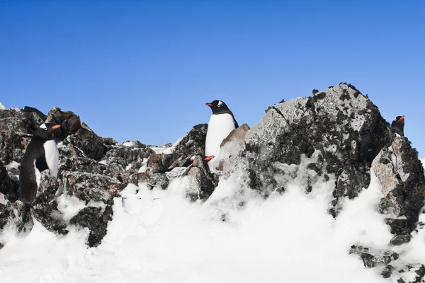 Istirahat penguenler — Stok fotoğraf