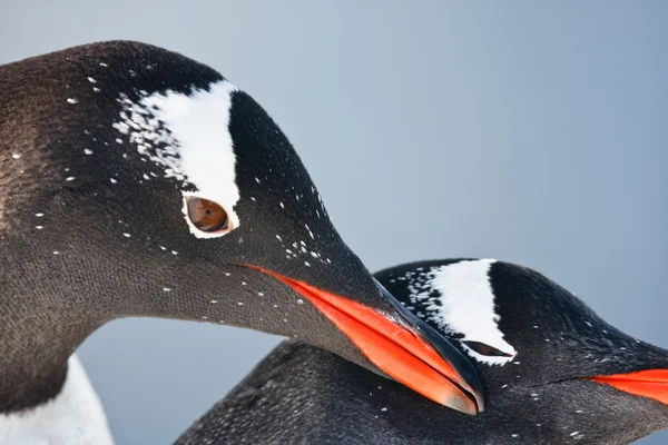 Två pingviner — Stockfoto