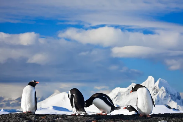 Пінгвіни сновидіння — стокове фото
