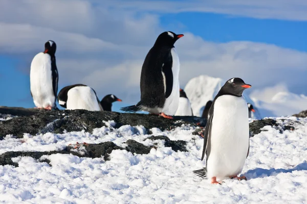 Пінгвіни на скелі — стокове фото