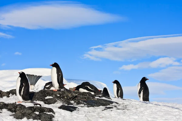 Пингвины на скале — стоковое фото