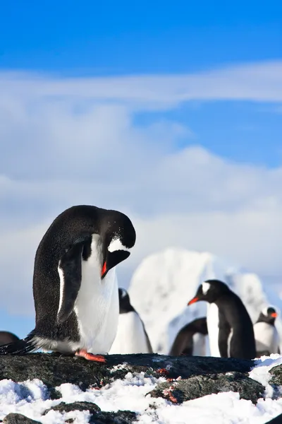 Tučňáci na skále — Stock fotografie