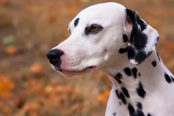 Dalmatian dog — Stock Photo, Image