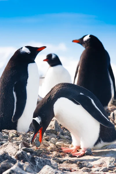 Tučňáků v Antarktidě — Stock fotografie