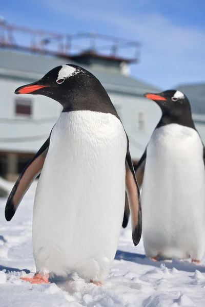 南極のペンギン — ストック写真