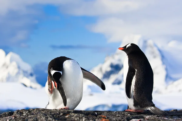 Pinguïns op een rots Stockafbeelding
