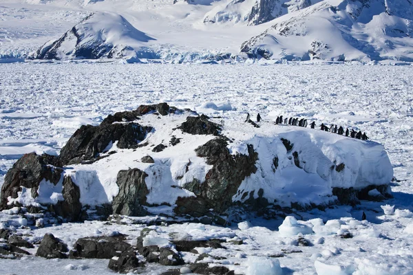 En stor grupp av pingviner — Stockfoto