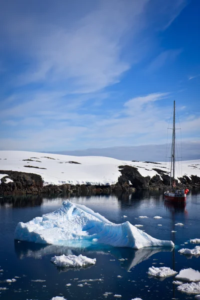 Пингвин в Антарктиде — стоковое фото