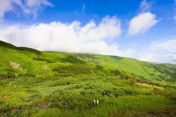 Зеленый луг и голубое небо — стоковое фото