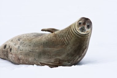 Seal rests clipart