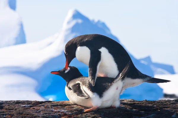 Dos pingüinos — Foto de Stock
