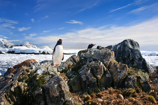 Pinguin schützt sein Nest — Stockfoto