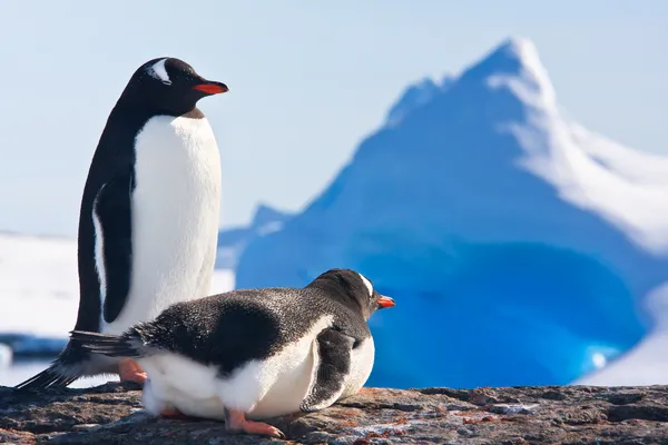 Twee pinguïns Stockfoto