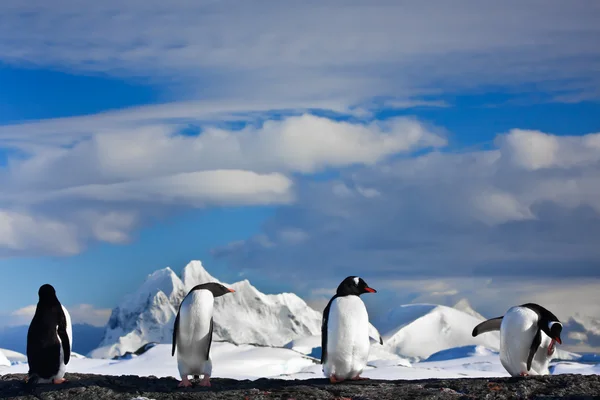 Pinguins sonhando Fotografias De Stock Royalty-Free