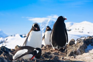 Penguins in Antarctica clipart