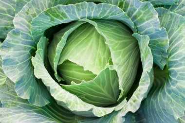 Green cabbage clipart