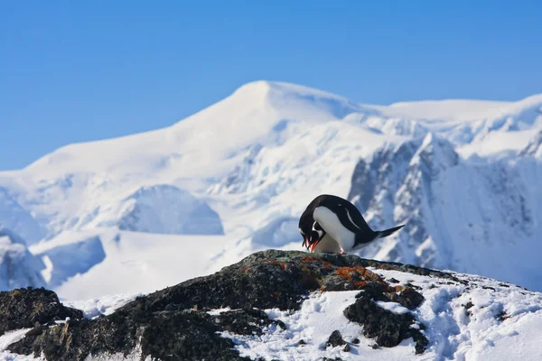 Dwa pingwiny marzy — Zdjęcie stockowe