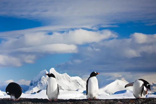 Pingouins rêvant — Photo