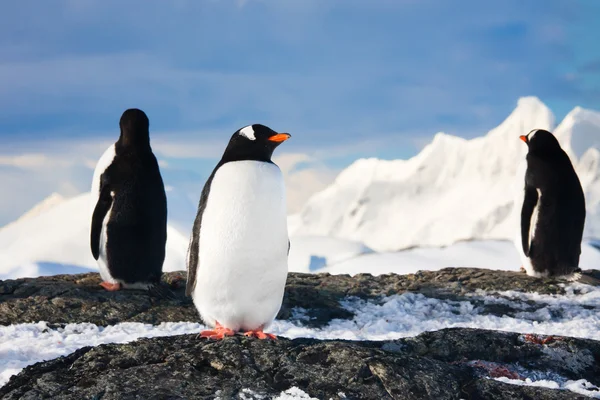 Пингвины в Антарктиде — стоковое фото