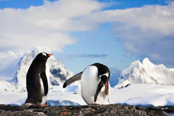 Dois pinguins a sonhar — Fotografia de Stock