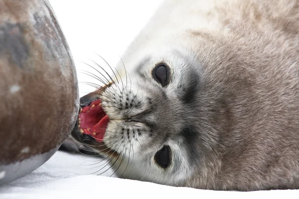 Тюлень — стоковое фото