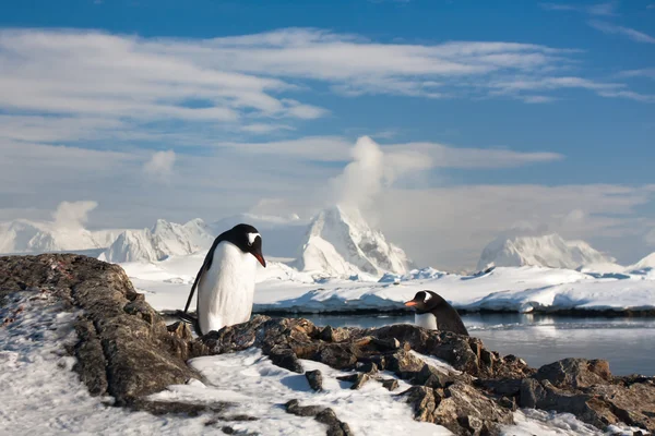 Dois pinguins a sonhar Imagens Royalty-Free