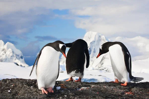 Penguins in Antarctica Stock Image