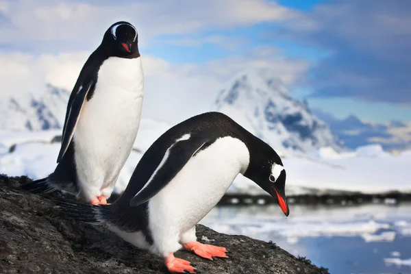 两个企鹅梦 免版税图库图片