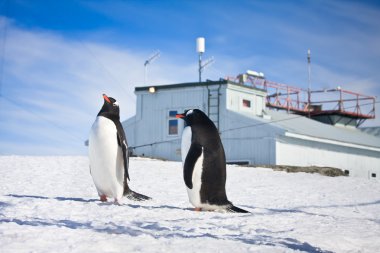 Penguins in Antarctica clipart