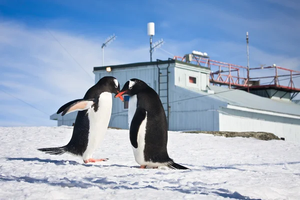 Pinguine in der Antarktis — Stockfoto