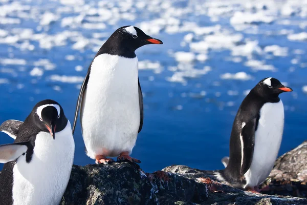 Gruppe von Pinguinen — Stockfoto