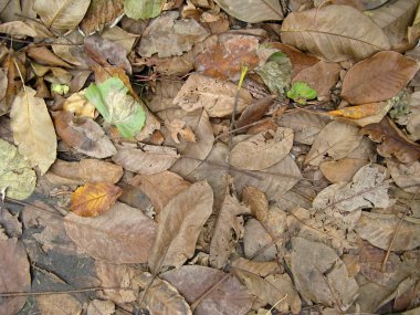 Leaf litter clipart