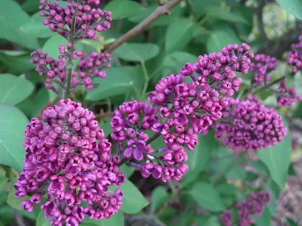 紫丁香鲜花的布什 — 图库照片