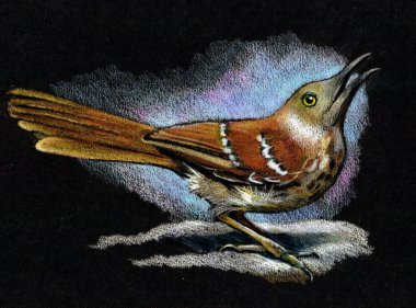 Color Pencil Drawing of Brown Thrasher (Bird) clipart