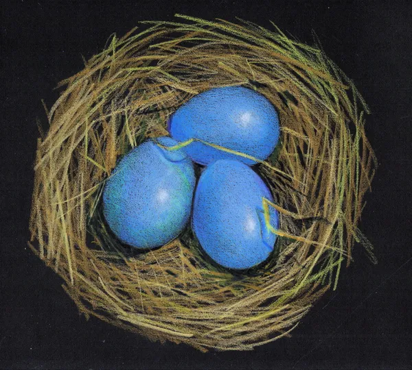 Dibujo a lápiz de color del nido de pájaro con huevos Imágenes de stock libres de derechos