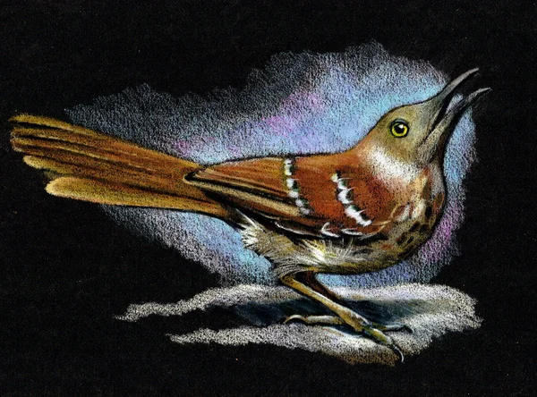 Dibujo a lápiz de color de trituradora marrón (pájaro ) Imagen de archivo