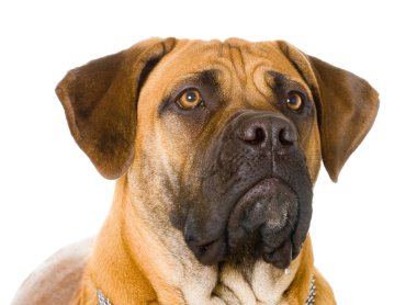 nadir doğurmak Güney Afrikalı boerboel p 8 aylık bir kız köpek yavrusu