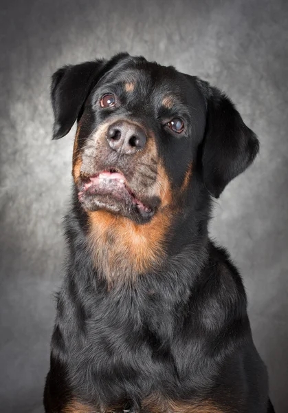Porträt eines reinrassigen Rottweilers im Atelier. — Stockfoto