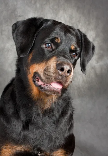 Portrait of a purebred rottweiler in studio. — Stock Photo, Image