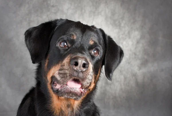 Retrato de un rottweiler de pura raza en el estudio . —  Fotos de Stock