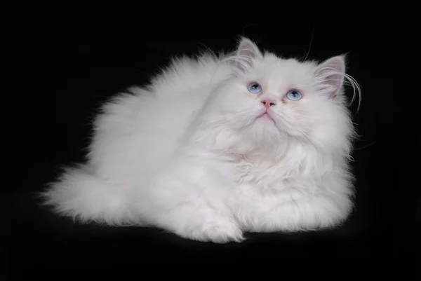 黒の背景上に分離されて若い白い子猫 — ストック写真
