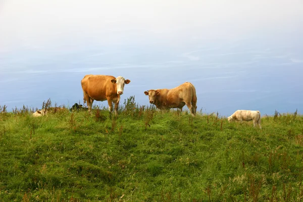Pellolla olevat lehmät — kuvapankkivalokuva