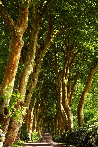 stock image Path with tree on two side in azores