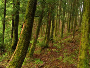 Azores yağmur ormanı: s miguel Adası