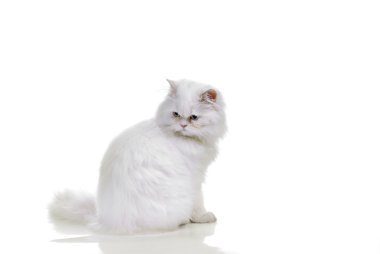 mavi gözlü beyaz bir kedi. Beyaz bir arka plan üzerinde