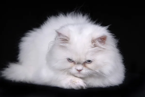 Сумно кішка — стокове фото
