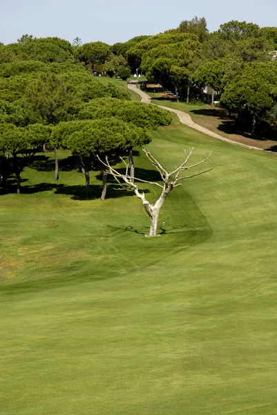 Detalhe Campo Golfe Sul Portugal — Fotografia de Stock