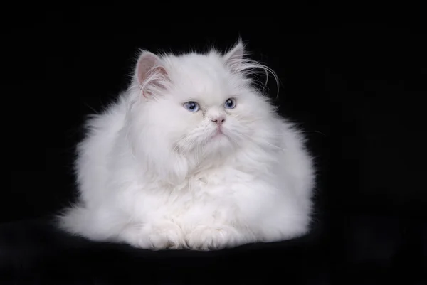 黒の背景上に分離されて若い白い子猫 — ストック写真