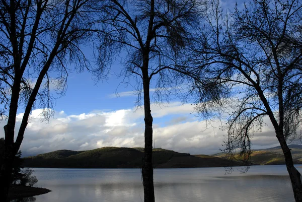 Stromy Silueta Modré Jezero — Stock fotografie